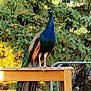 El Diablo joined the competition — help win amazing prizes! beak, bird, fauna, feather, galliformes, nature_reserve, peafowl, phasianidae, wildlife