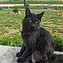 Sylvester joined the competition — help win amazing prizes! black_cat, cat, cat_like_mammal, domestic_long_haired_cat, domestic_short_haired_cat, fauna, grass, maine_coon, small_to_medium_sized_cats, whiskers