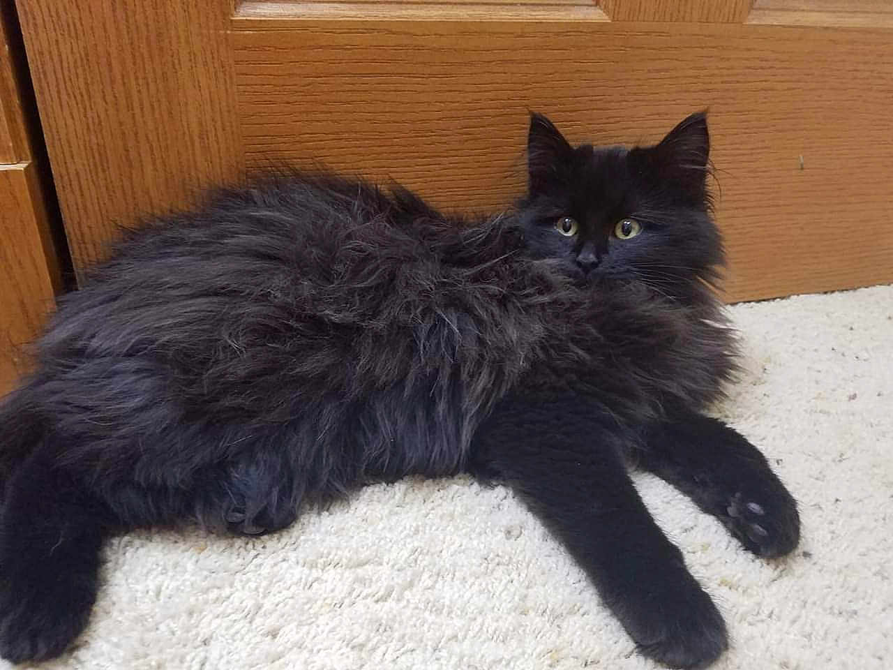 Sylvester