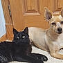 Sylvester is registered to the contest to win money with this photo: burmese, carnivoran, cat, cat_like_mammal, dog, dog_breed, dog_breed_group, dog_like_mammal, kitten, rare_breed_dog, siamese, small_to_medium_sized_cats, whiskers
