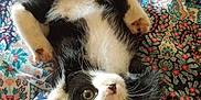 Kylo joined the competition — help win amazing prizes! carnivoran, cat, cat_like_mammal, kitten, small_to_medium_sized_cats, whiskers
