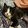 Kylo is registered to the contest to win money with this photo: cat, cat_like_mammal, domestic_short_haired_cat, european_shorthair, fauna, fur, kitten, paw, small_to_medium_sized_cats, snout, whiskers