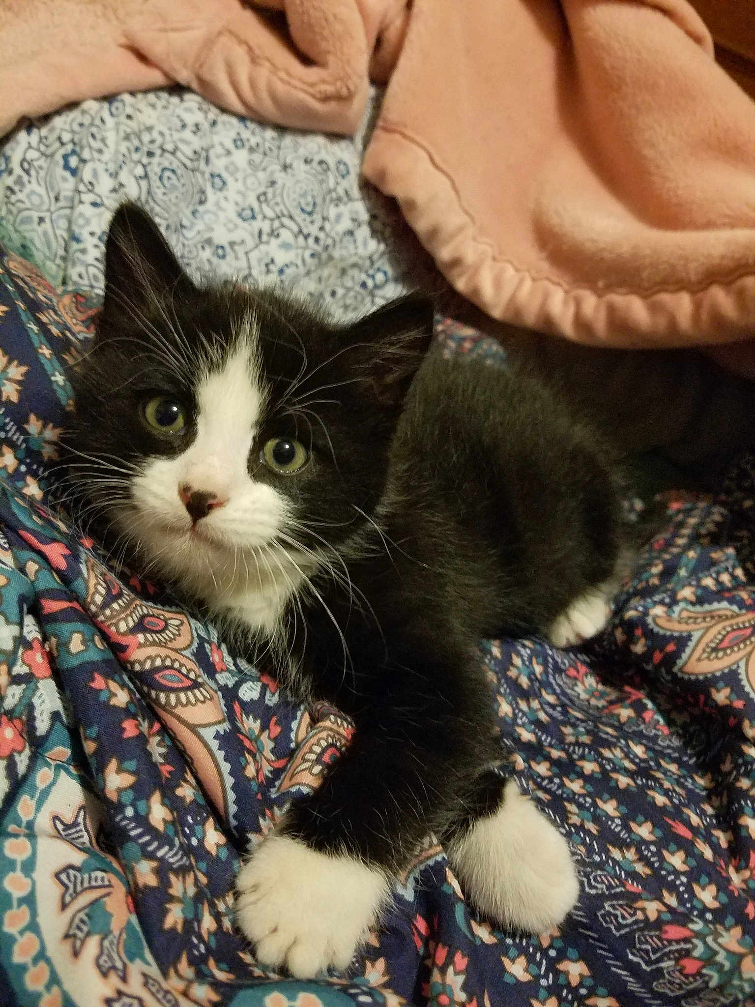 Kylo