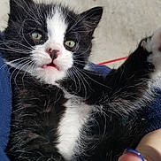 Kylo joined the competition — help win amazing prizes! american_shorthair, american_wirehair, cat, cat_like_mammal, claw, domestic_short_haired_cat, european_shorthair, eye, fur, kitten, paw, small_to_medium_sized_cats, snout, whiskers