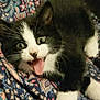 Kylo is registered to the contest to win money with this photo: aegean_cat, cat, cat_like_mammal, domestic_short_haired_cat, european_shorthair, fur, kitten, norwegian_forest_cat, small_to_medium_sized_cats, snout, whiskers