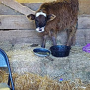 Goat joined the competition — help win amazing prizes! calf, cattle_like_mammal, cow_goat_family, dairy, farm, fauna, goats, grass, horn, livestock, snout