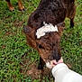 Goat is registered to the contest to win money with this photo: calf, cattle_like_mammal, cow_goat_family, fodder, grass, grazing, livestock, pasture, snout