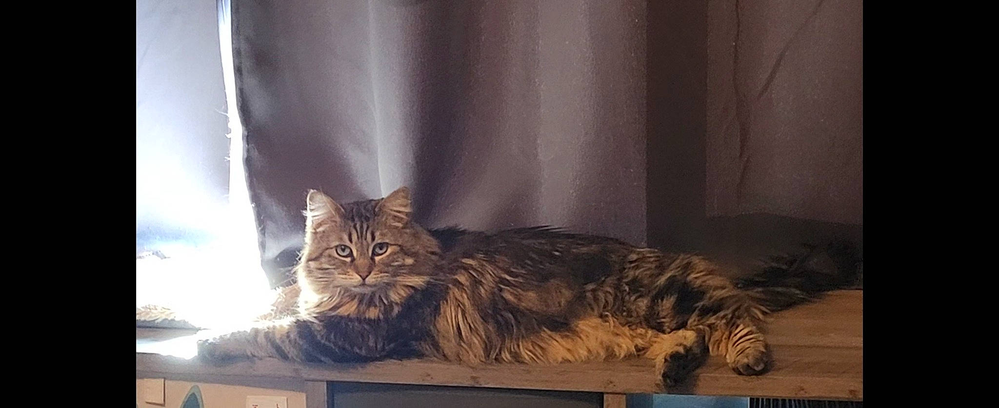 Avery joined the competition — help win amazing prizes! box, brown, cabinetry, carnivore, cat, comfort, curtain, darkness, domestic_short_haired_cat, felidae, fur, grey, hardwood, maine_coon, room, small_to_medium_sized_cats, tail, whiskers, window, wood