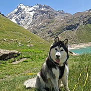 Sheyka participe au concours pour gagner de l'argent avec cette photo : animal, blue_sky, canine, dog, fur, grass, happy, lake, landscape, leash, mountain, nature, outdoor, pet, scenic, siberian_husky, snow, summer, sunny, tongue