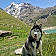 Sheyka