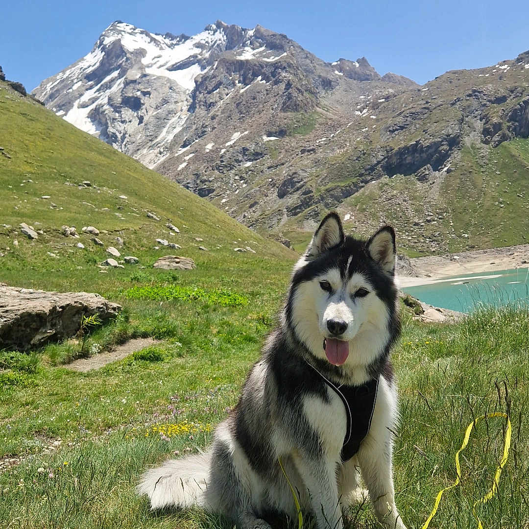 Sheyka participe au concours pour gagner de l'argent avec cette photo : animal, blue_sky, canine, dog, fur, grass, happy, lake, landscape, leash, mountain, nature, outdoor, pet, scenic, siberian_husky, snow, summer, sunny, tongue