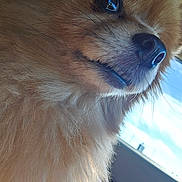 Poppy is registered to the contest to win money with this photo: animal, canine, car, close_up, companion, daylight, dog, eye, fluffy, fur, indoor, nose, pet, portrait, reflection, side_view, sunlight, travel, whiskers, window