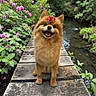 Poppy is registered to the contest to win money with this photo: animal, bow, cute, dog, flowers, fur, greenery, happy, nature, outdoor, pet, pink_flowers, pomeranian, scenic, sitting, small_dog, smiling, sunlight, water, wooden_bridge