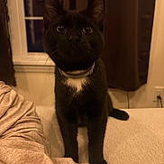 Shadow joined the competition — help win amazing prizes! animal, black_cat, blanket, cat, collar, couch, cozy, curious, curtains, domestic, ears, face, feline, fur, indoor, pet, sitting, whiskers, white_chest, window