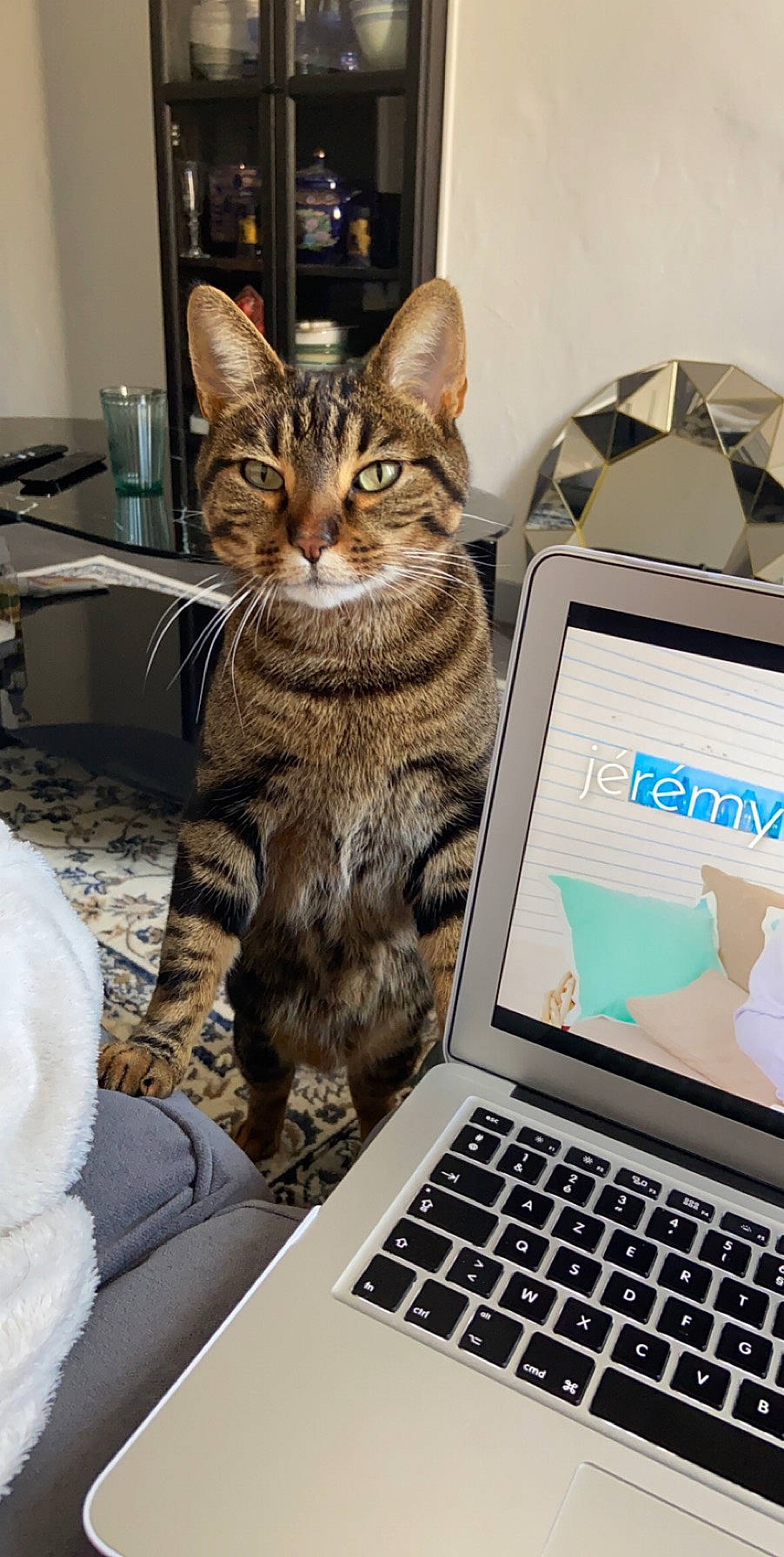 Tigri a rejoint le concours — aidez-le/la à gagner de superbes lots ! carnivore, cat, comfort, computer, computer_hardware, computer_keyboard, felidae, glasses, input_device, laptop, mammal, netbook, office_equipment, output_device, peripheral, personal_computer, small_to_medium_sized_cats, space_bar, touchpad, whiskers