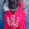 Comanche joined the competition — help win amazing prizes! animal, apparel, black_dog, canine, casual, collar, companion, cozy, cute, dog, domestic_animal, fur, furry, hoodie, indoor, person_legs, pet, portrait, red_clothing, sitting