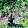 Comanche joined the competition — help win amazing prizes! animal, black_dog, canine, collar, daytime, dog, forest, grass, greenery, leafy, lying_down, nature, outdoor, park, pet, relaxing, shrubbery, summer, sunlight, wildlife