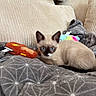 Bounty a rejoint le concours — aidez-le/la à gagner de superbes lots ! kitten, cat, siamese, blue_eyes, plush_toys, blanket, cushion, furniture, indoor, pet, animal, cozy, soft_texture, resting, curious, cute, young, domestic, feline, relaxed