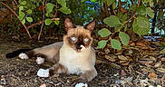 Bounty a rejoint le concours — aidez-le/la à gagner de superbes lots ! cat, siamese_cat, animal, pet, blue_eyes, outdoor, nature, bush, leaves, ground, shade, relaxed, feline, whiskers, paws, fur, wildlife, resting, cute, small