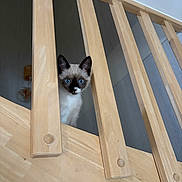 Bounty participe au concours pour gagner de l'argent avec cette photo : cat, kitten, siamese_cat, blue_eyes, wooden_railing, stairs, indoor, curious, pet, animal, feline, young, looking, closeup, cute, playful, home, light, shadow, vertical_bars