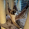 Bounty a rejoint le concours — aidez-le/la à gagner de superbes lots ! cat, siamese_cat, hammock, cat_tree, plush, furniture, pet, indoor, animal, relaxing, cozy, curious, fur, whiskers, ears, paw, home, window, light, resting