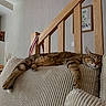 Sushi a rejoint le concours — aidez-le/la à gagner de superbes lots ! cat, tabby, sleeping, couch, beige, striped, indoor, furniture, relaxing, pet, cozy, pillow, wooden_railing, living_room, resting, animal, domestic, comfortable, nap, home