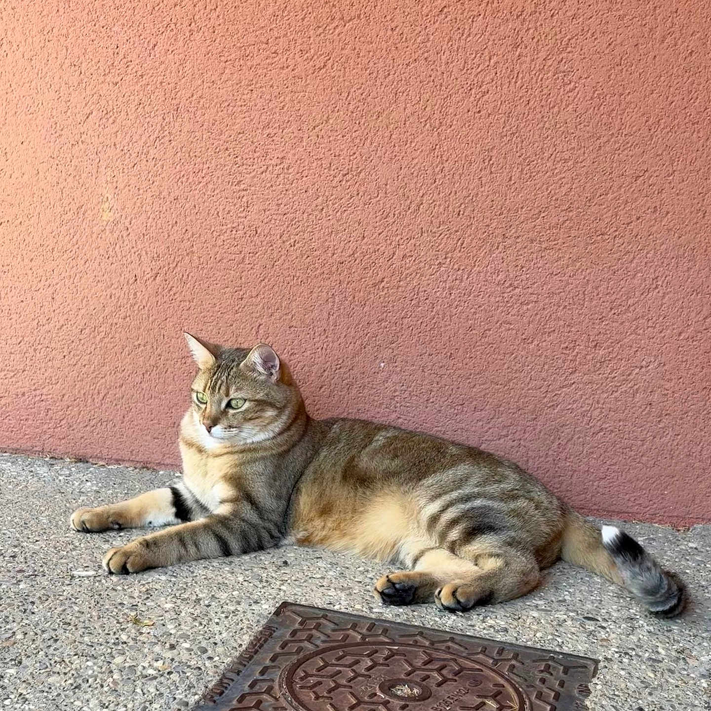 Sushi participe au concours pour gagner de l'argent avec cette photo : cat, tabby, animal, pet, feline, relaxed, lounging, green_eyes, terracotta_wall, concrete_floor, outdoor, side_view, striped, tail, whiskers, ears, paws, resting, alert, sunlight