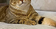 Sushi participe au concours pour gagner de l'argent avec cette photo : cat, tabby_cat, pet, animal, feline, green_eyes, fur, whiskers, bed, bedding, texture, indoor, resting, close_up, portrait, cute, curious, relaxed, soft_lighting, comfort