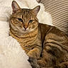 Sushi a rejoint le concours — aidez-le/la à gagner de superbes lots ! cat, tabby, feline, pet, domestic_animal, couch, blanket, cozy, fur, whiskers, ears, tail, relaxed, indoor, comfortable, striped, animal, resting, home, soft