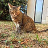 cat, tabby_cat, outdoor, grass, dry_grass, foliage, plant, garden, animal, pet, sitting, brown, striped, whiskers, ears, tail, nature, daylight, building, window