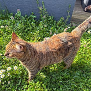 Kitty a rejoint le concours — aidez-le/la à gagner de superbes lots ! tabby_cat, cat, outdoor, grass, daisies, flowers, greenery, sunlight, nature, pet, animal, feline, striped_fur, walking, garden, plants, daylight, wooden_deck, wall, peaceful