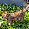 tabby_cat, cat, outdoor, grass, daisies, flowers, greenery, sunlight, nature, pet, animal, feline, striped_fur, walking, garden, plants, daylight, wooden_deck, wall, peaceful