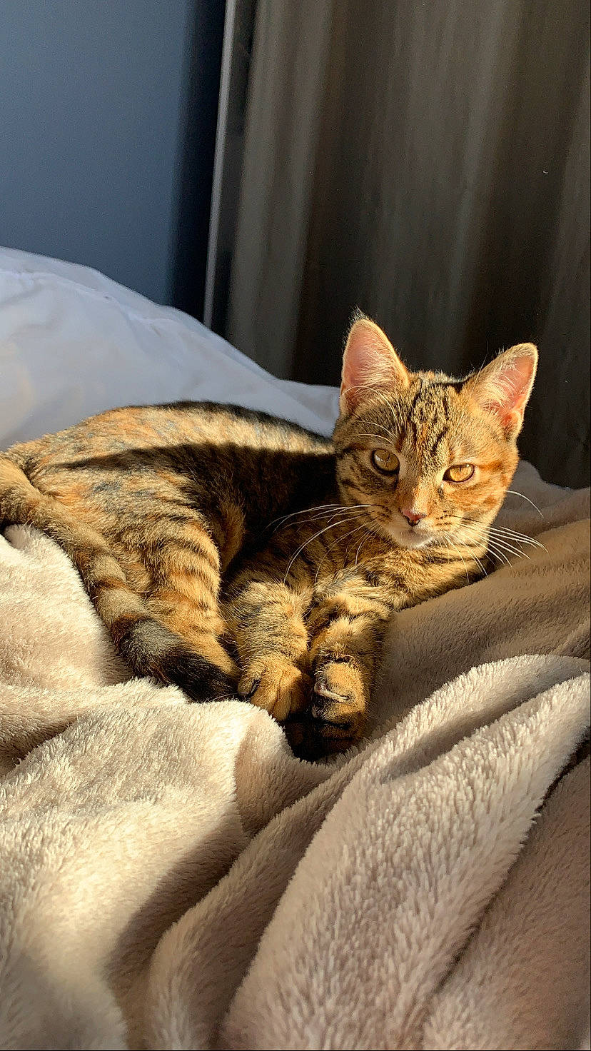 Kitty