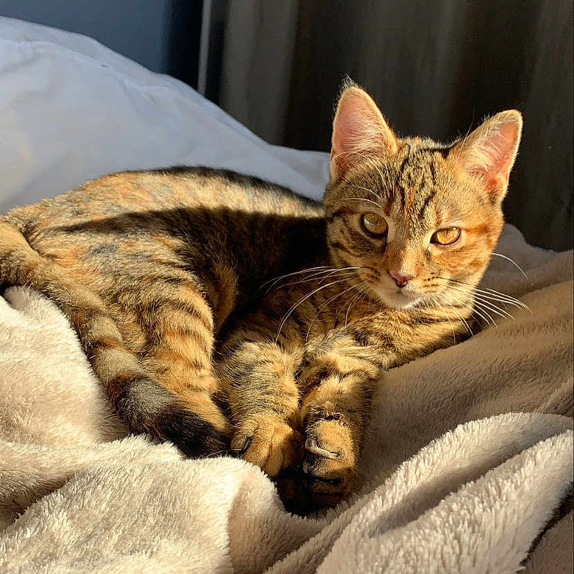 Kitty