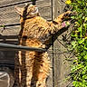 cat, tabby_cat, sunlight, wooden_deck, flowers, yellow_flowers, pink_flowers, greenery, plants, outdoor, pet, relaxed, stretching, feline, nature, animal, fur, whiskers, daylight, peaceful