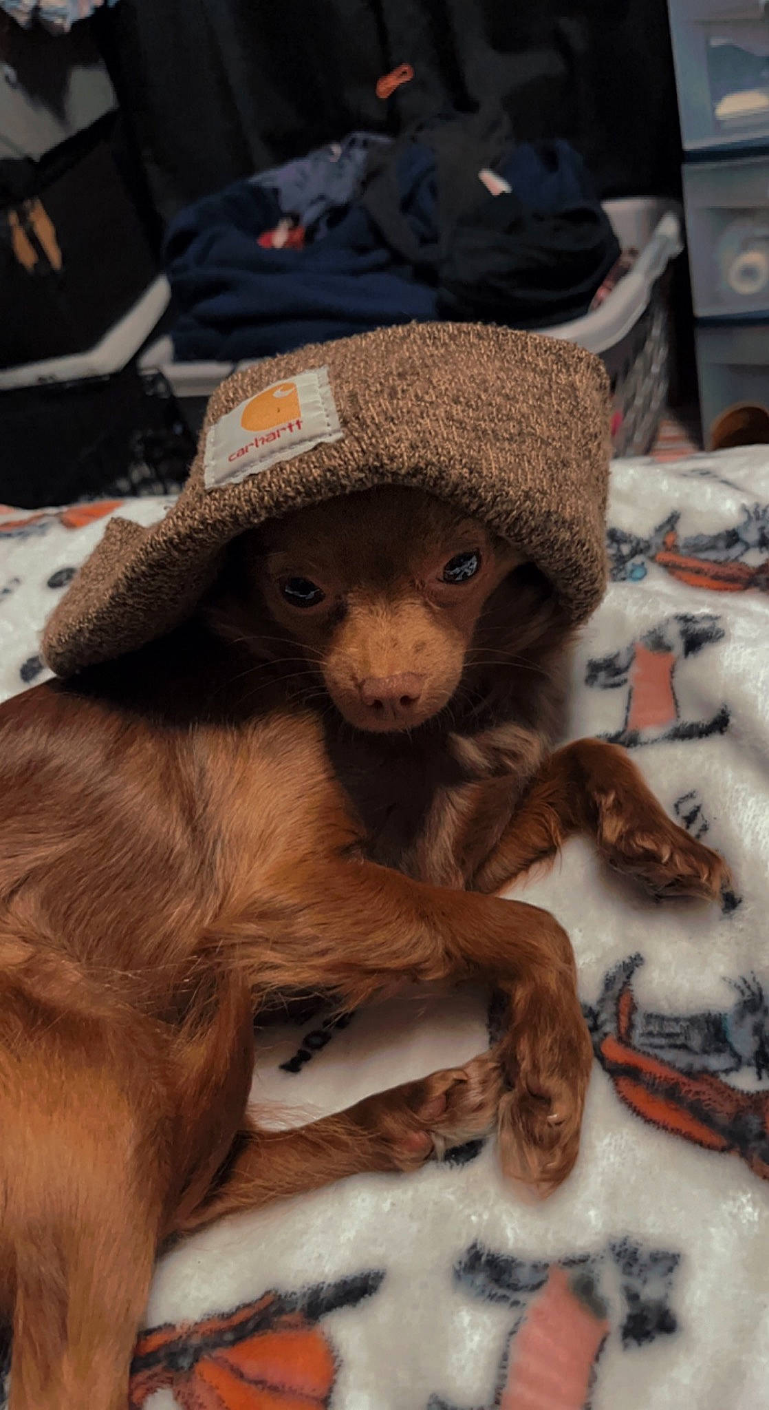 Reese is registered to the contest to win money with this photo: cap, claw, fashion_accessory, fawn, fur, hat, macaque, primate, rhesus_macaque, sitting, snout, terrestrial_animal, whiskers, wildlife, wood, working_animal