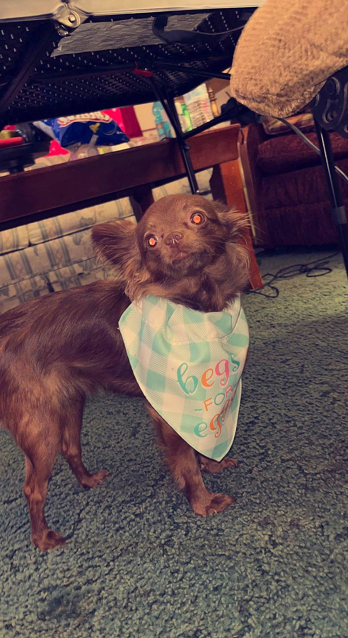 Reese joined the competition — help win amazing prizes! canidae, carnivore, companion_dog, dog_breed, fawn, flooring, foot, fun, fur, liver, sitting, snout, sporting_group, teddy_bear, toy, wood, working_animal