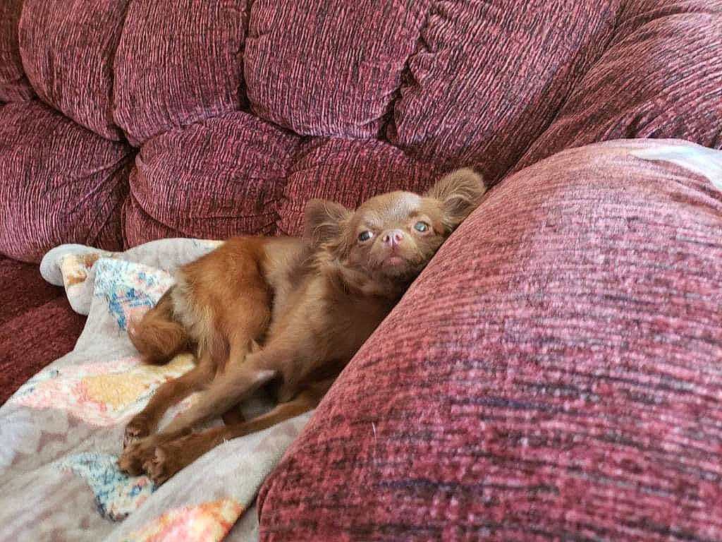 Reese joined the competition — help win amazing prizes! canidae, carnivore, comfort, companion_dog, dog_breed, fawn, felidae, fur, linens, liver, mammal, nap, room, small_to_medium_sized_cats, sporting_group, terrestrial_animal, vertebrate, wood, woolen, working_animal