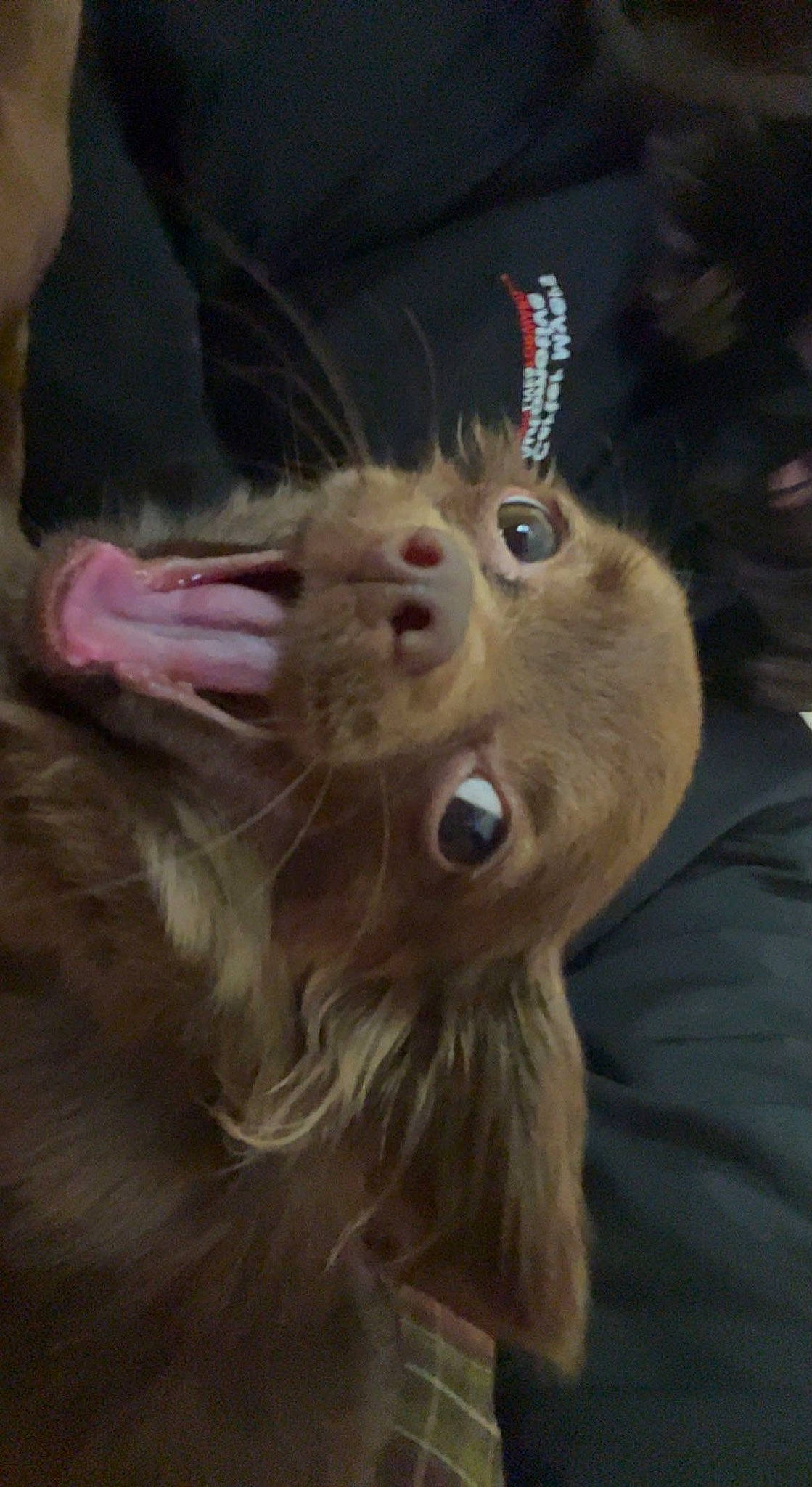 Reese is registered to the contest to win money with this photo: canidae, carnivore, companion_dog, dog_breed, ear, event, fawn, felidae, fur, gesture, liver, rabbit, rabbits_and_hares, small_to_medium_sized_cats, snout, sporting_group, tail, whiskers, wildlife, working_animal