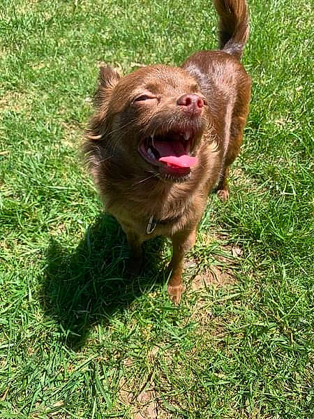 Reese joined the competition — help win amazing prizes! canidae, carnivore, companion_dog, dog, dog_breed, fawn, fireworks, grass, liver, snout, sporting_group, terrestrial_animal, working_animal, working_dog