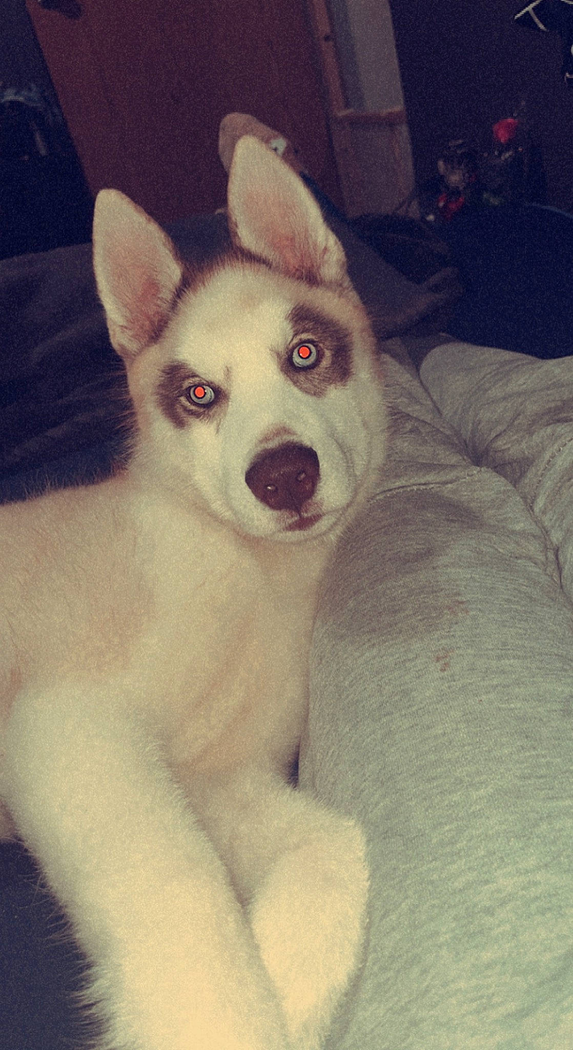 Milo joined the competition — help win amazing prizes! canidae, carnivore, comfort, companion_dog, dog, dog_breed, ear, fawn, fur, jaw, non_sporting_group, paw, snout, sporting_group, tail, terrestrial_animal, whiskers, working_animal