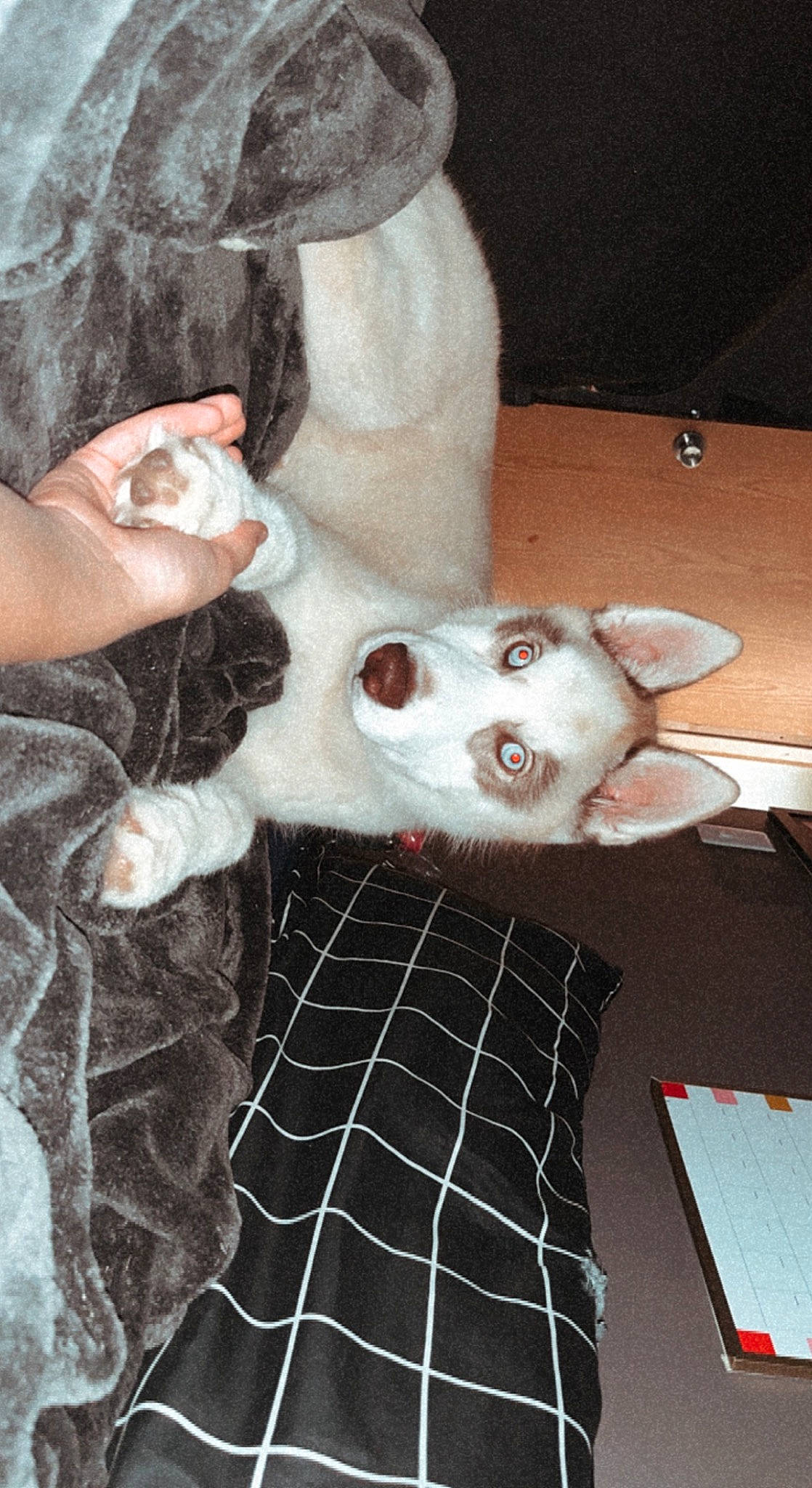 Milo is registered to the contest to win money with this photo: canidae, companion_dog, dog_breed, fawn, felidae, fur, gesture, pattern, plaid, plush, room, small_to_medium_sized_cats, snout, sporting_group, stuffed_toy, suidae, tartan, teddy_bear, textile, toy