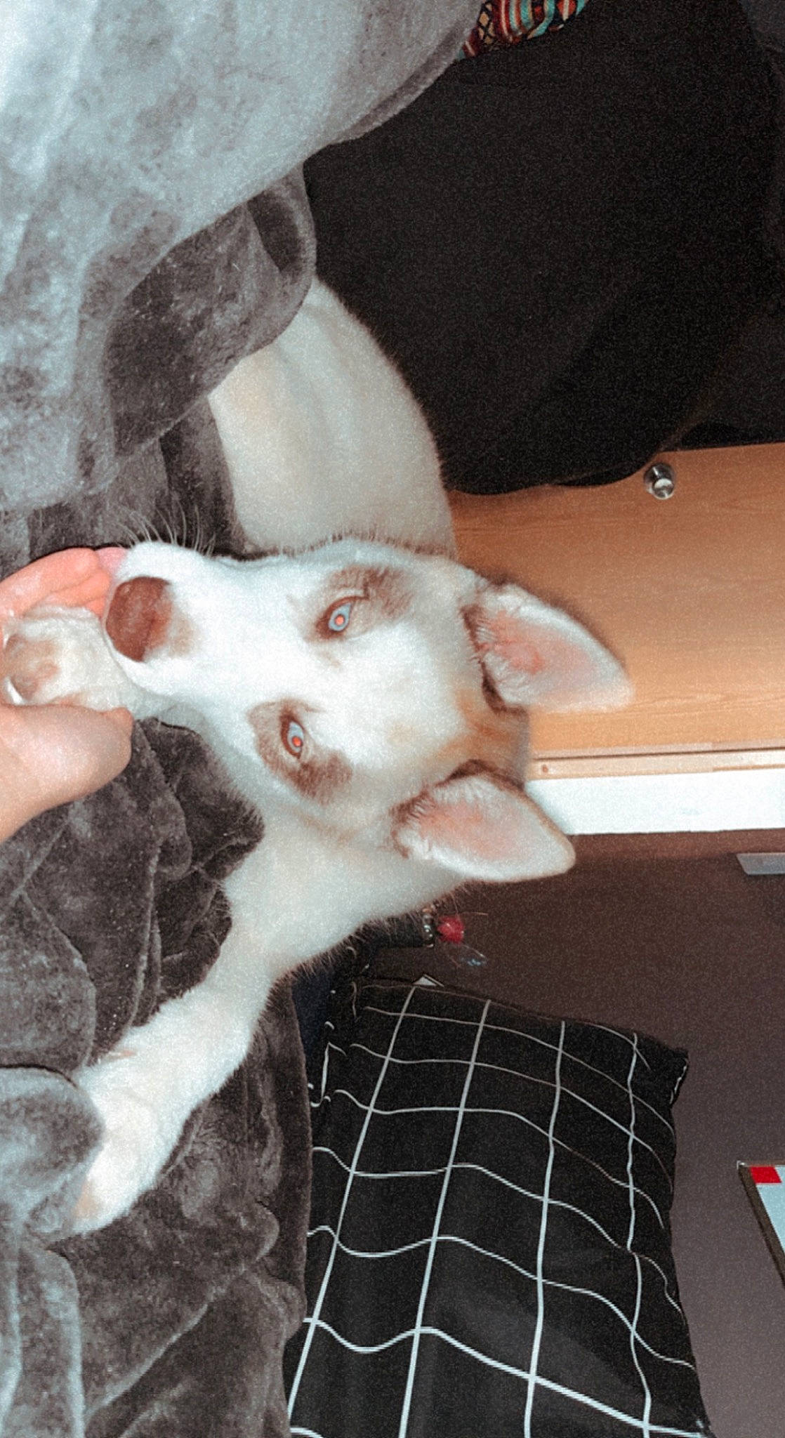 Milo joined the competition — help win amazing prizes! canidae, carnivore, comfort, companion_dog, dog_breed, ear, fawn, felidae, fur, human_leg, pattern, paw, plaid, small_to_medium_sized_cats, snout, sporting_group, tail, tartan, whiskers, working_animal