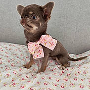 Angelina participe au concours pour gagner de l'argent avec cette photo : dog, puppy, small_dog, brown_fur, floral_bow, pink_bow, pet, animal, portrait, sitting, indoors, bed, blanket, floral_pattern, large_eyes, pointed_ears, long_tail, cute, fashion, studio_lighting