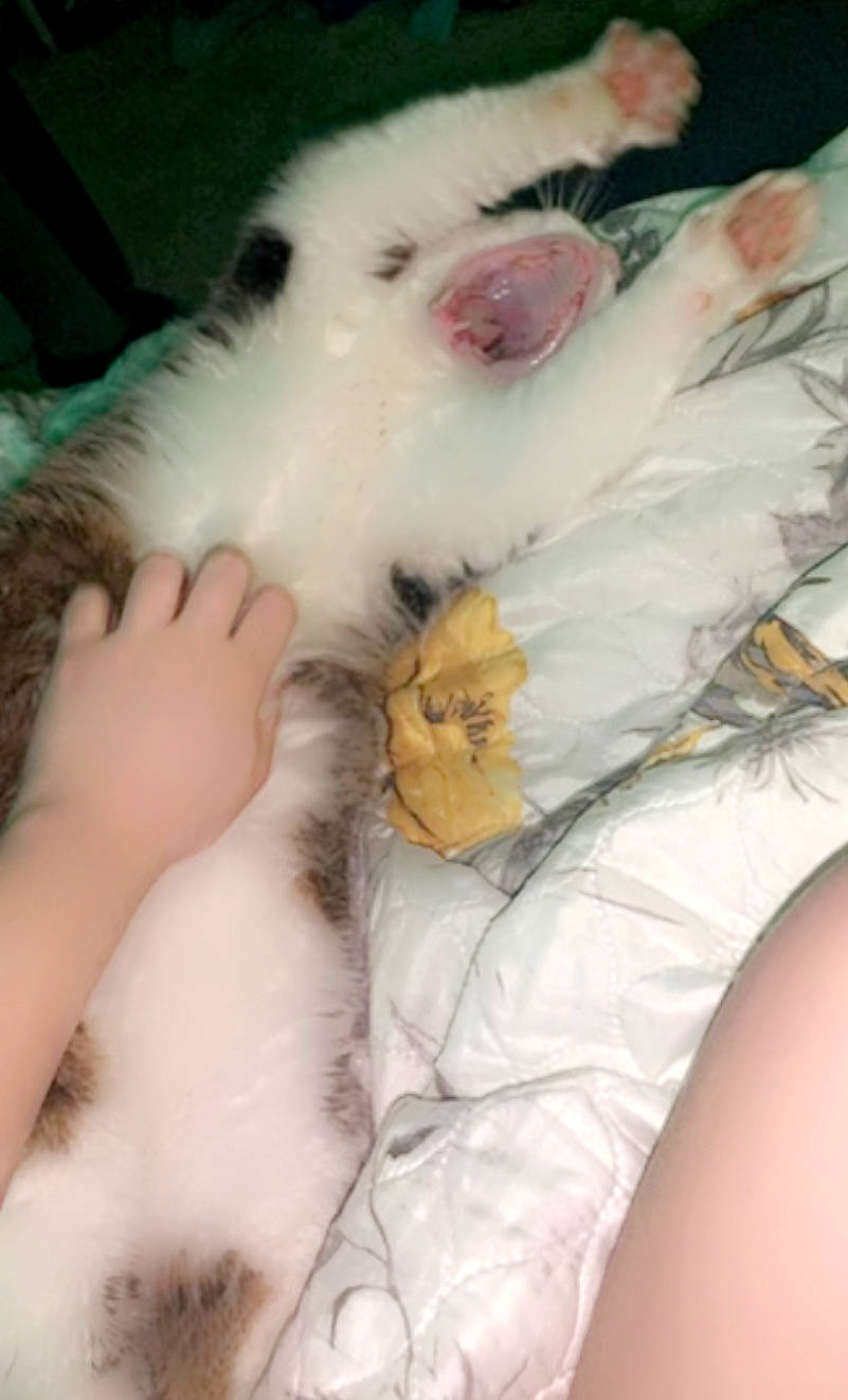 Michael joined the competition — help win amazing prizes! canidae, carnivore, cat, child, claw, comfort, companion_dog, fawn, felidae, foot, fur, gesture, human_leg, leg, nail, nap, paw, small_to_medium_sized_cats, tail, whiskers