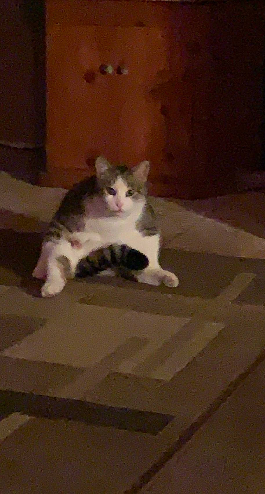 Michael is registered to the contest to win money with this photo: carnivore, cat, comfort, domestic_short_haired_cat, eye, felidae, floor, flooring, foot, fur, grey, hardwood, paw, sitting, small_to_medium_sized_cats, snout, tail, whiskers, wood