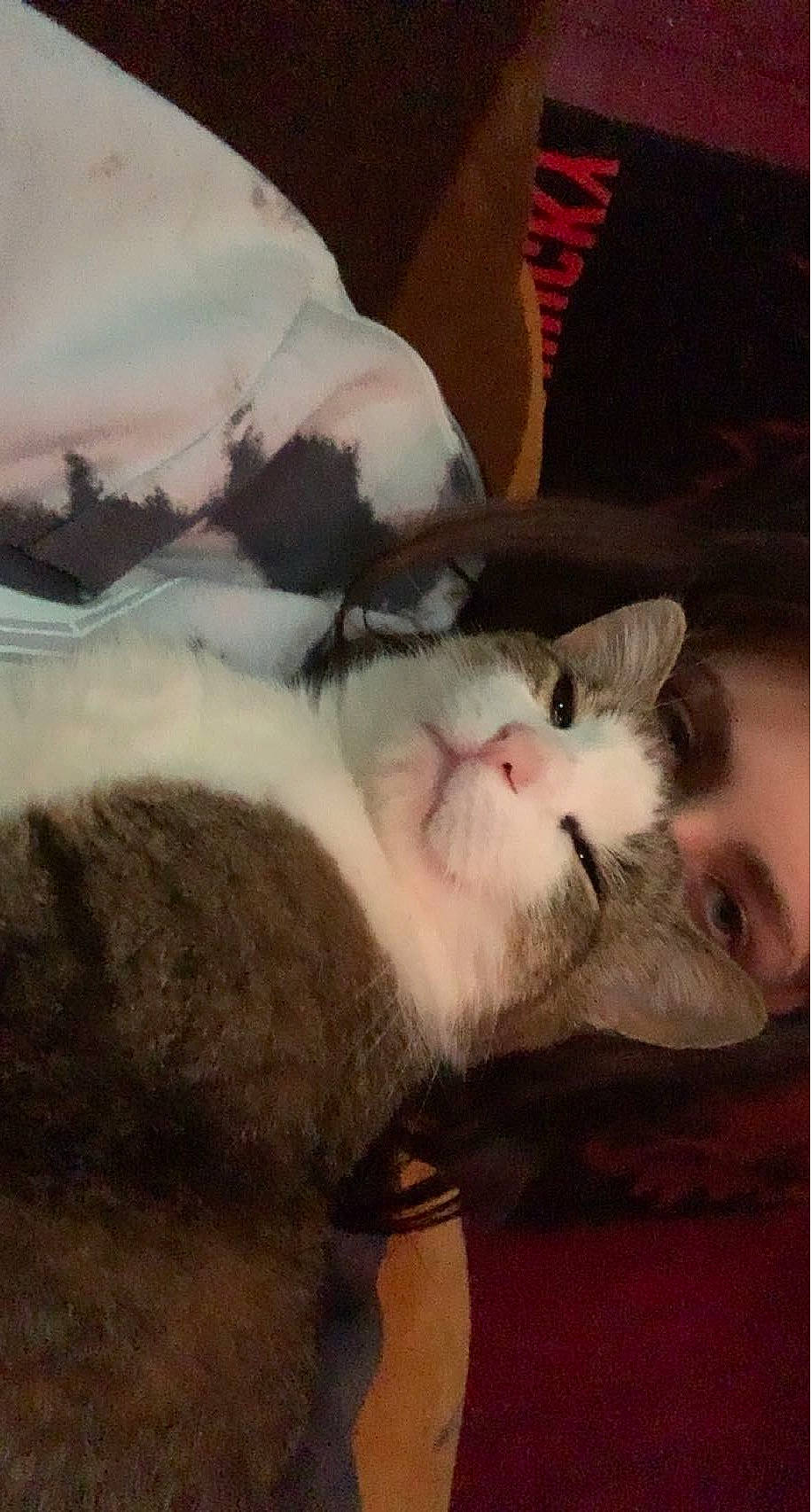 Michael joined the competition — help win amazing prizes! art, canidae, carnivore, cat, claw, cloud, comfort, companion_dog, domestic_short_haired_cat, fang, felidae, fur, metal, nap, paw, sleep, small_to_medium_sized_cats, snout, tail, whiskers