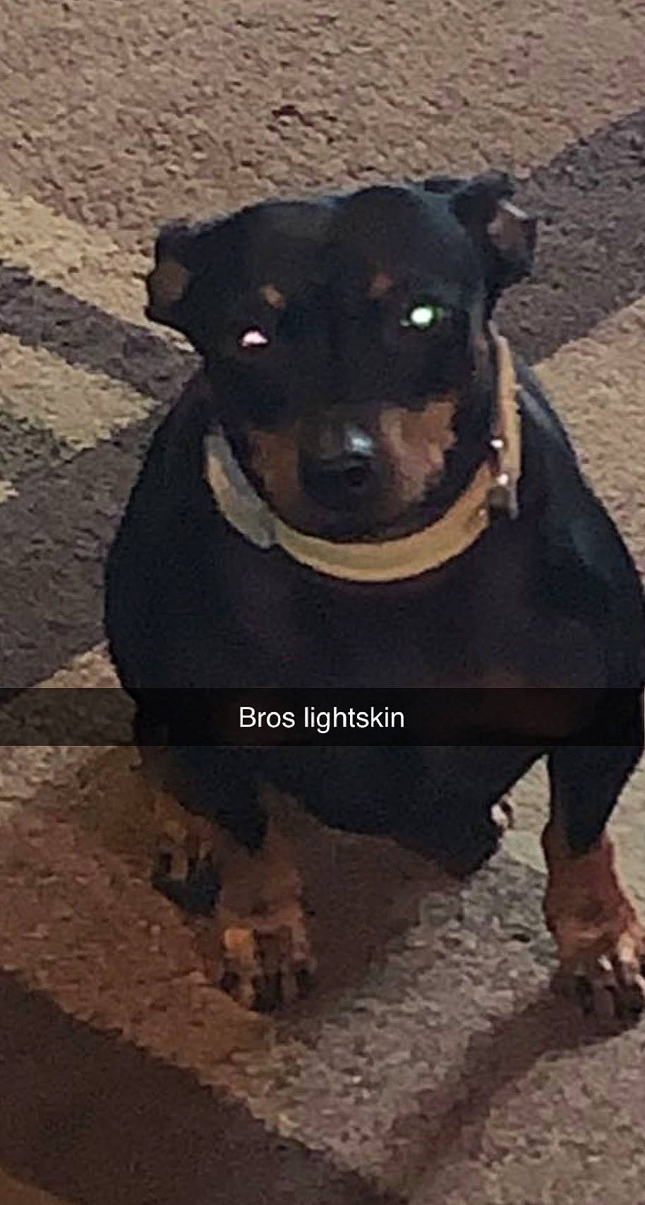 Mr. Weenie joined the competition — help win amazing prizes! art, canidae, carnivore, collar, companion_dog, dog, dog_breed, dog_clothes, dog_collar, dog_supply, fashion_accessory, fawn, fur, guard_dog, leash, pet_supply, snout, sporting_group, toy_dog, working_animal