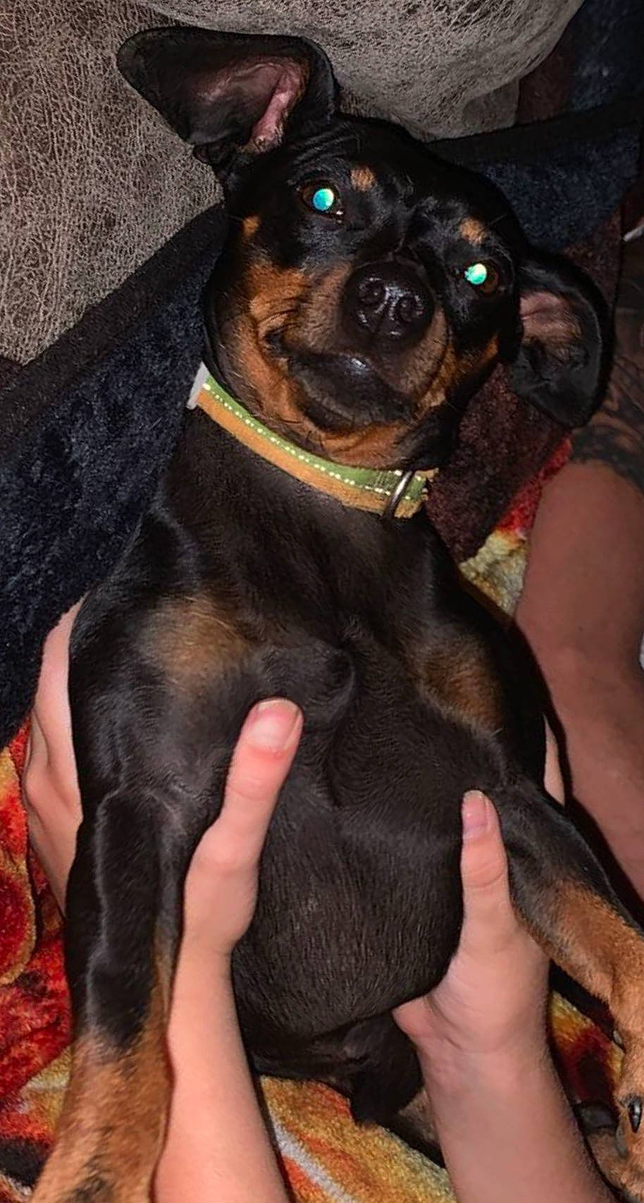 Mr. Weenie is registered to the contest to win money with this photo: carnivore, collar, companion_dog, dog, dog_breed, dog_collar, ear, fawn, fur, guard_dog, nail, plant, snout, sporting_group, toy_dog, working_animal, working_dog