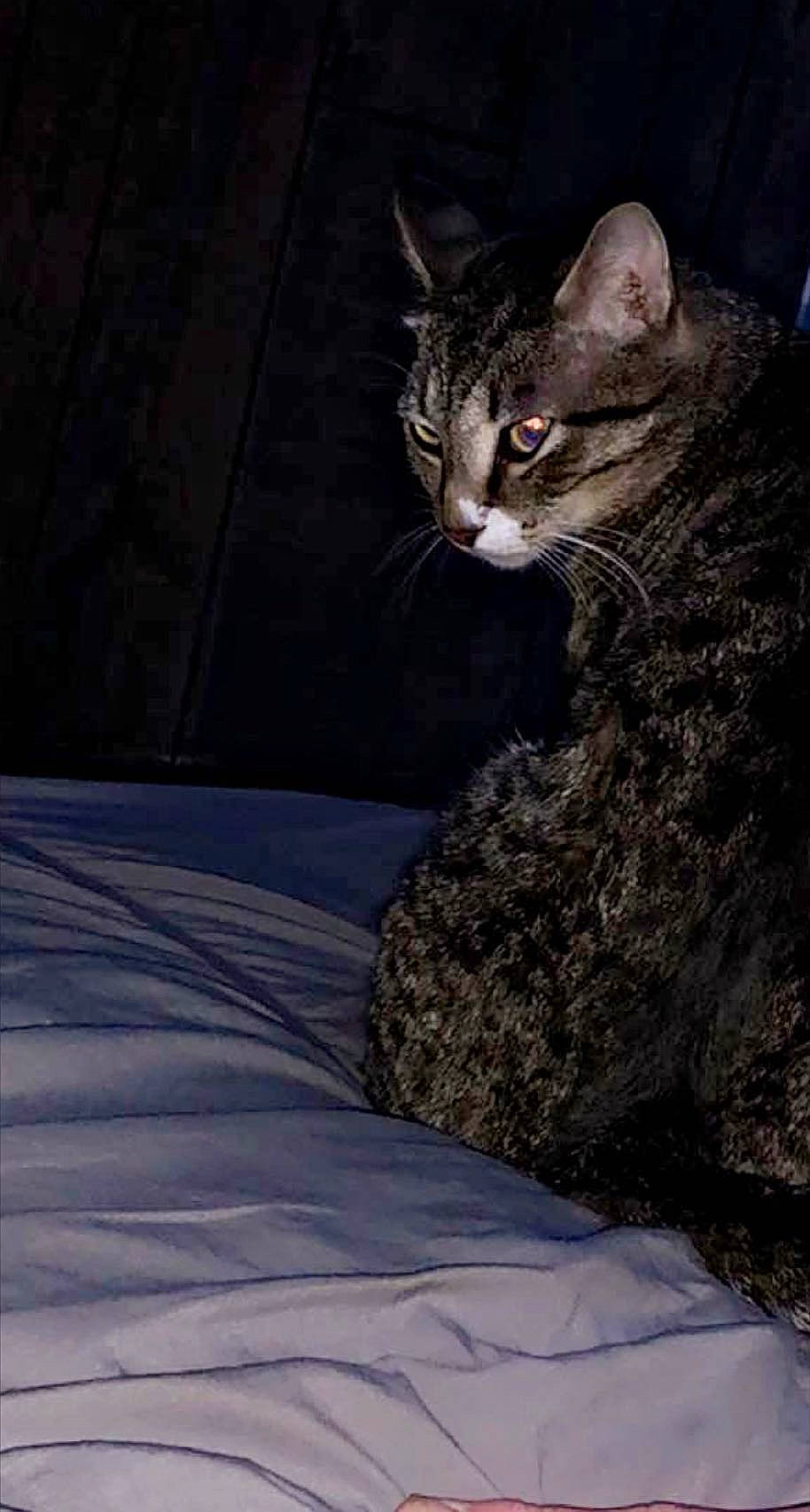 Richard is registered to the contest to win money with this photo: carnivore, cat, claw, darkness, domestic_short_haired_cat, felidae, fur, grey, paw, plant, road_surface, sitting, small_to_medium_sized_cats, snout, tail, terrestrial_animal, tree, whiskers, wildlife